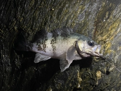 クロメバルの釣果