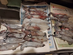 マイカの釣果