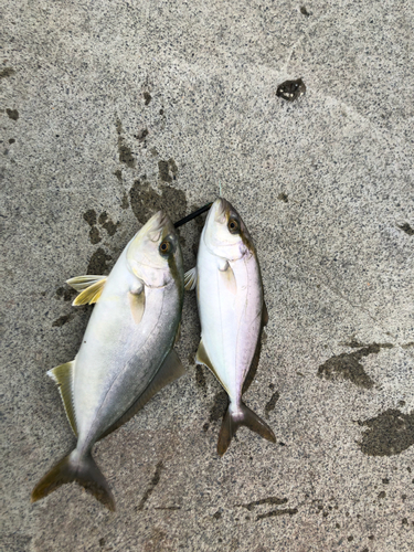 ショゴの釣果