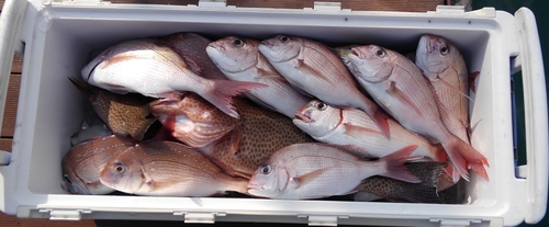 マダイの釣果