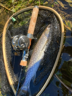 アメマスの釣果