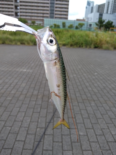 サバの釣果