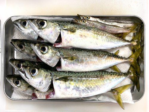 サバの釣果