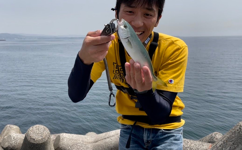 ヤズの釣果