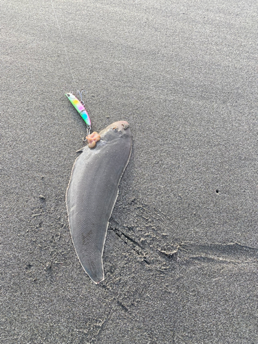 シタビラメの釣果