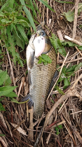 フナの釣果