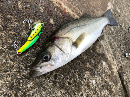 セイゴ（マルスズキ）の釣果