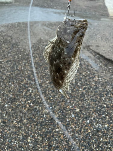 ヒラメの釣果