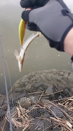 マゴチの釣果