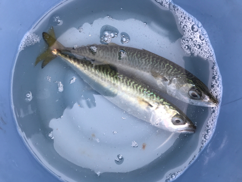 サバの釣果