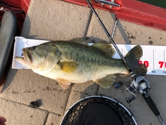 ブラックバスの釣果