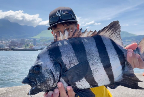 イシダイの釣果