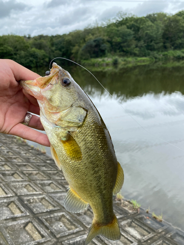 釣果