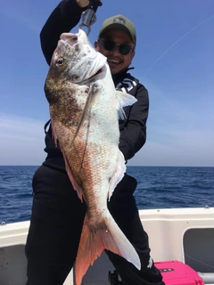 マダイの釣果