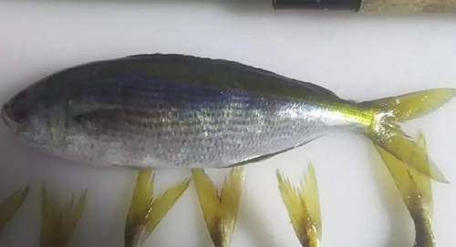 タカベの釣果