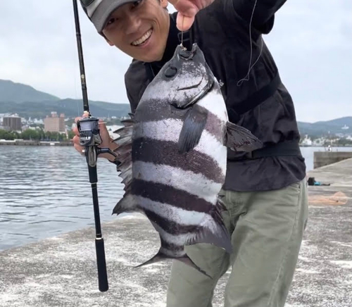 イシダイの釣果