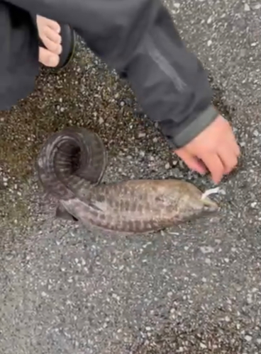 アミメウツボの釣果