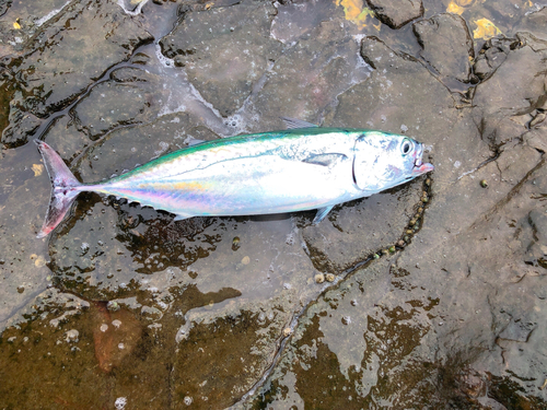 ソウダガツオの釣果