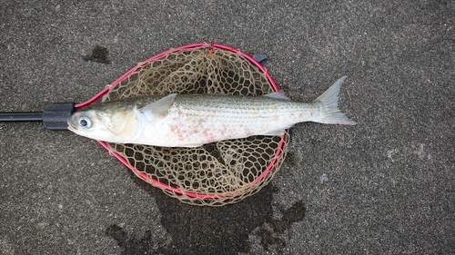 ボラの釣果