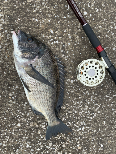 チヌの釣果