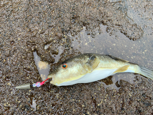 フグの釣果