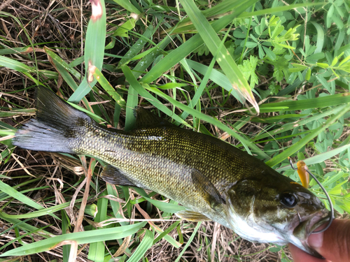 スモールマウスバスの釣果