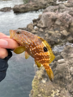 キジハタの釣果