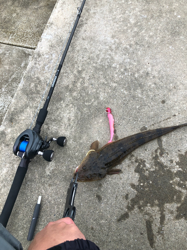 マゴチの釣果