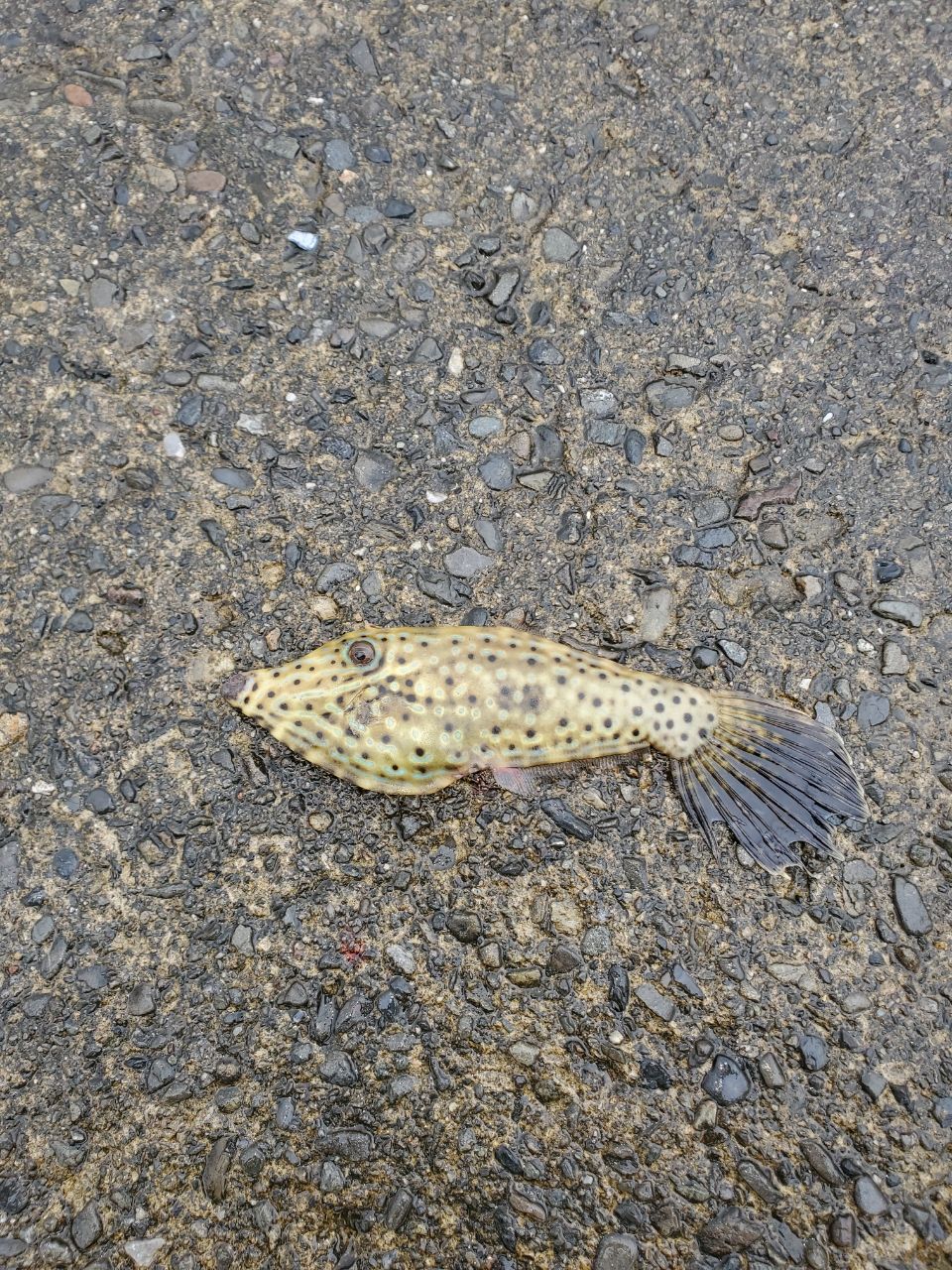 ソウシハギ