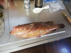 アコウの釣果