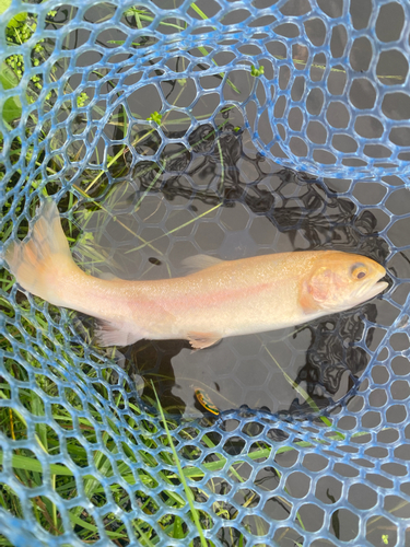 トラウトの釣果