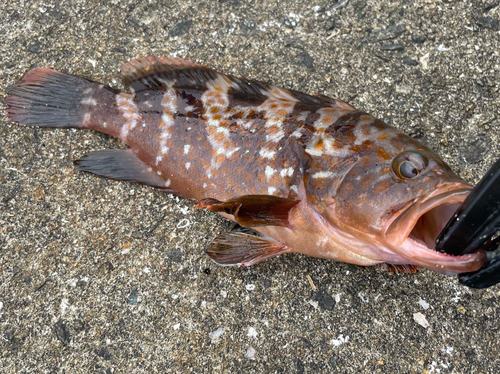 キジハタの釣果