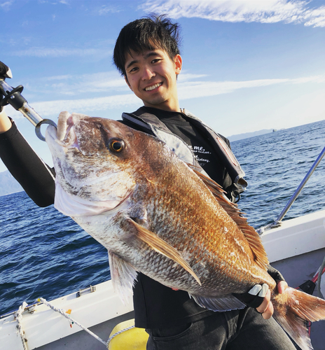 マダイの釣果