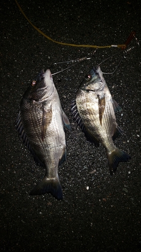 クロダイの釣果