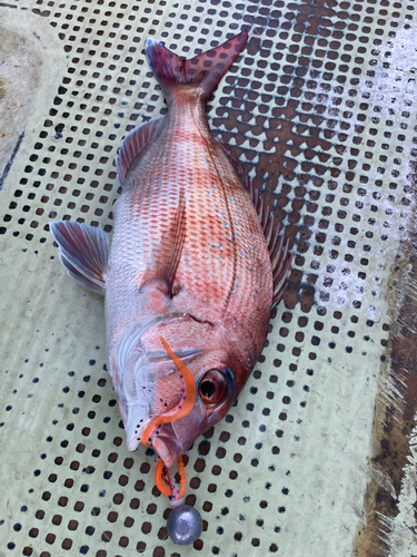 マダイの釣果