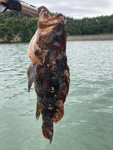 タケノコメバルの釣果