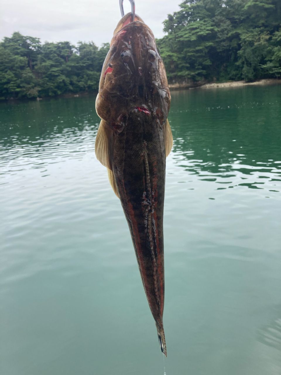 マゴチ