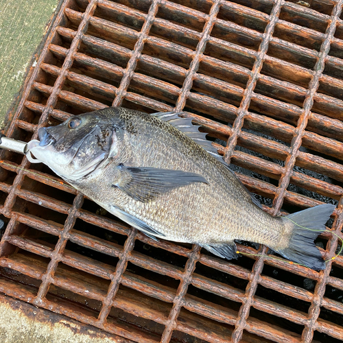 チヌの釣果