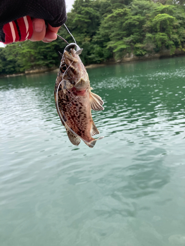 クロソイの釣果