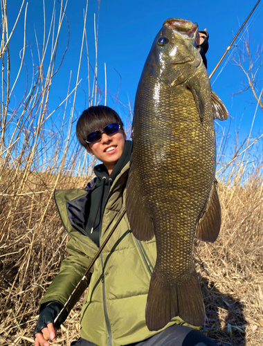 スモールマウスバスの釣果