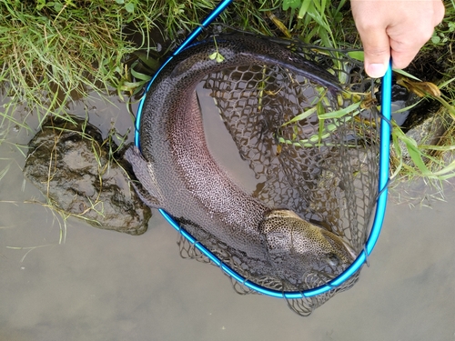 イトウの釣果