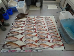 マダイの釣果