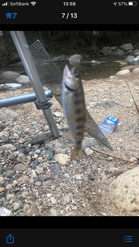 ヤマメの釣果