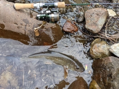 ニゴイの釣果