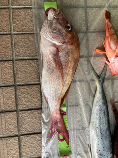 マダイの釣果