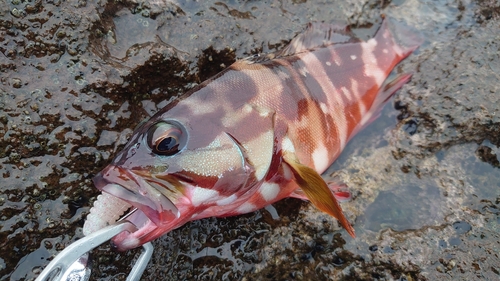 アカハタの釣果