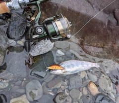 アマゴの釣果