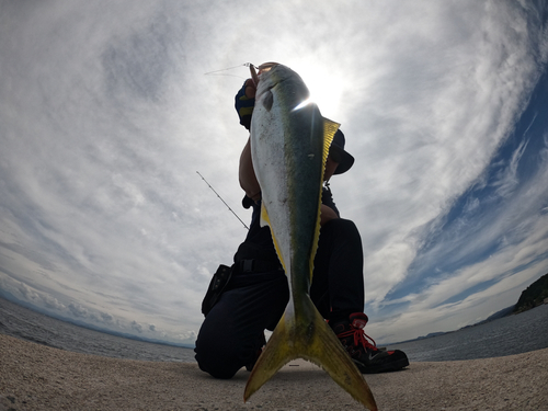 ハマチの釣果