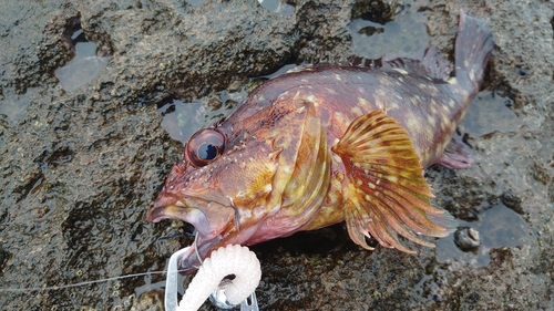 カサゴの釣果