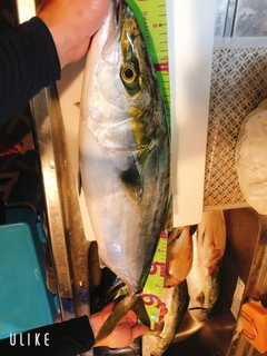 ハマチの釣果